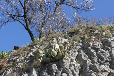 Quelques cactus ayant poussé sur la paroi